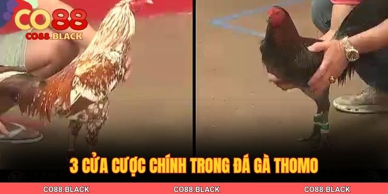 3 cửa cược chính trong đá gà Thomo