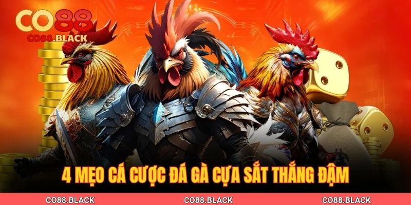 4 mẹo cá cược đá gà cựa sắt thắng đậm