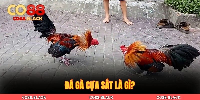 Đá gà cựa sắt là gì?