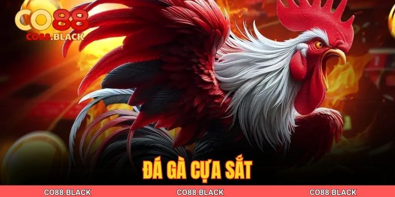 Đá Gà Cựa Sắt| Kinh Nghiệm Cược & 4 Mẹo Thắng Lớn