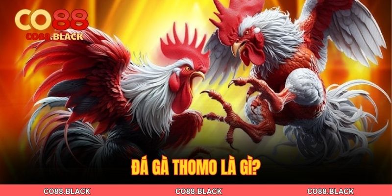 Đá gà Thomo là gì?