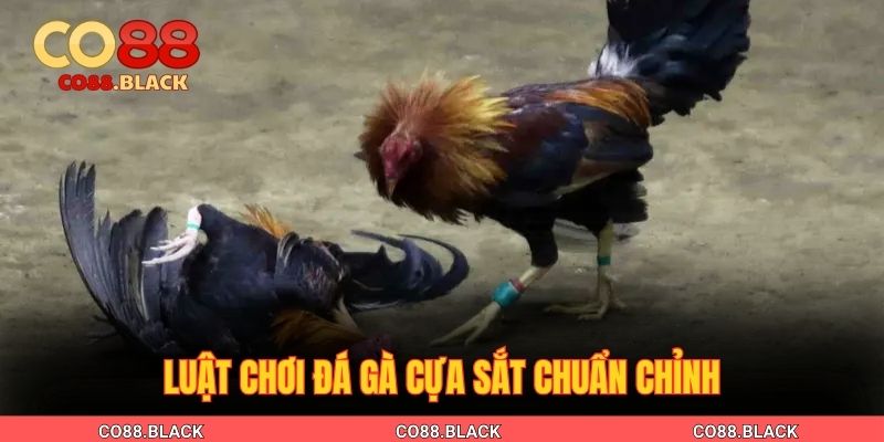 Luật chơi đá gà cựa sắt chuẩn chỉnh