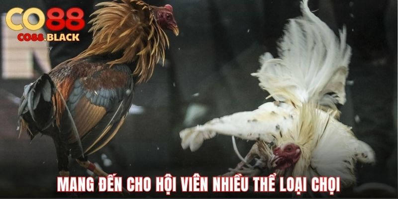 Mang đến cho hội viên nhiều thể loại chọi