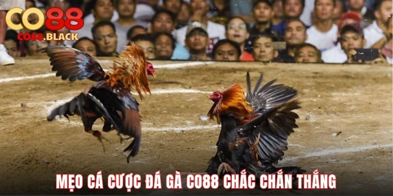 Mẹo cá cược đá gà CO88 chắc chắn thắng