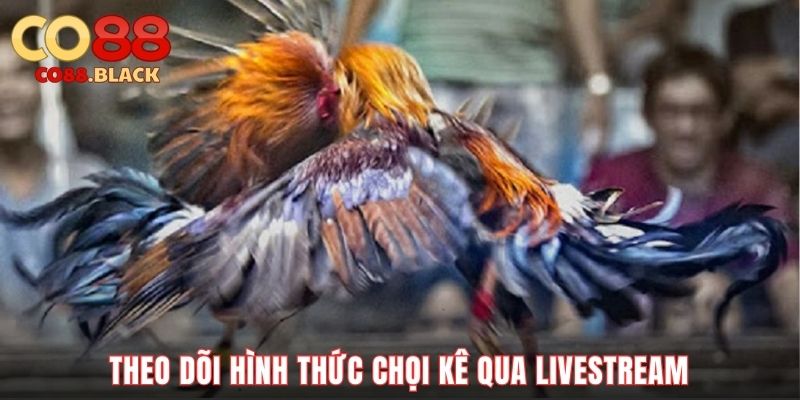 Theo dõi hình thức chọi kê qua livestream
